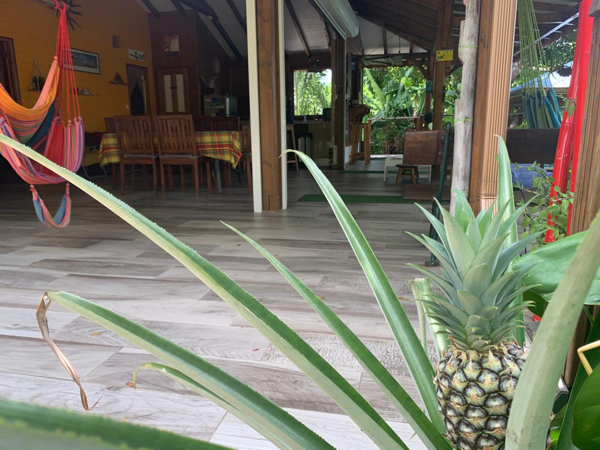 Les Ilets Caraibes Vue Mer Bouillante Bagian luar foto